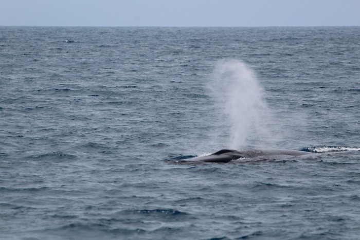 Fin whale blow