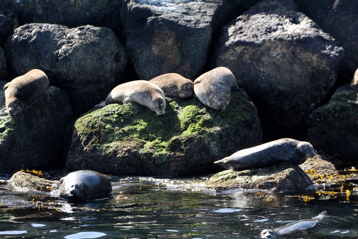 Harbor seals on the breakwall
