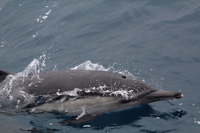 Common dolphin breaking the surface of the water