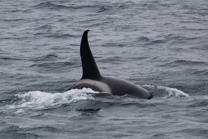 Orca dorsal fin, male
