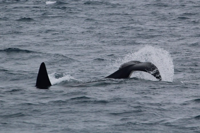 Orca tail slapping on the surface