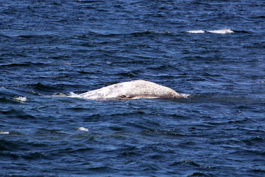 Gray whale face, even the eye is visible