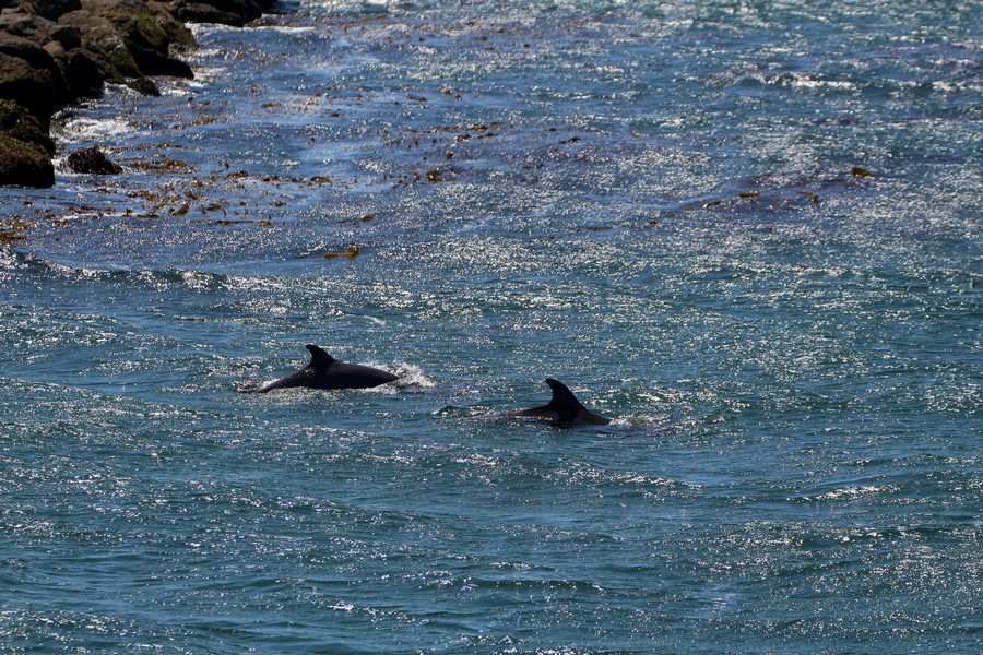 Coastal bottlenose dolphins near the breakwall