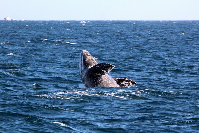 Gray whale breaching