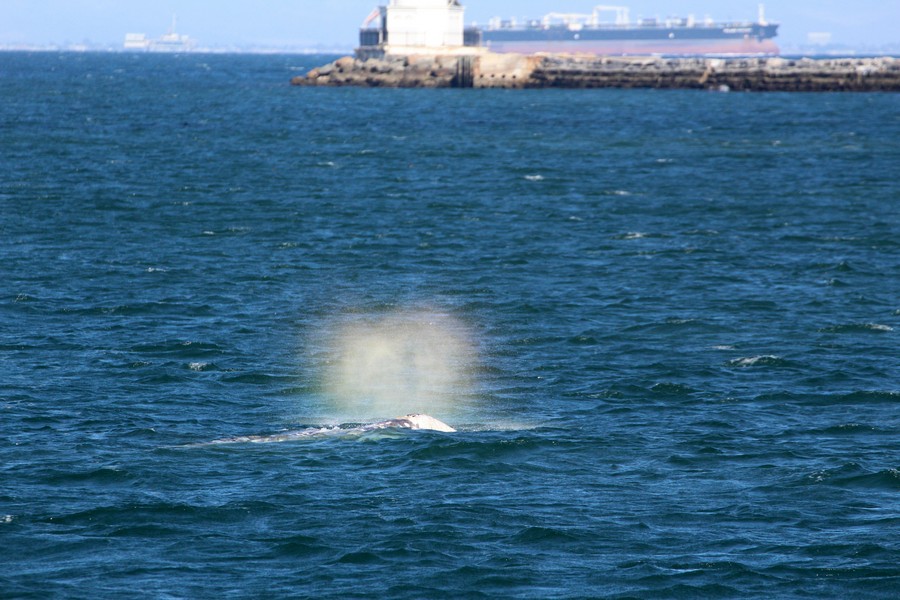 Gray whale rainbow blow with the breakwall in the background