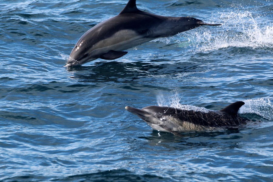 One common dolphin about to jump out of the water while another in the background splashes back into the water