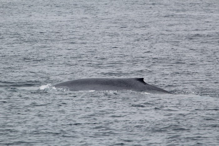 Blue whale left dorsal side