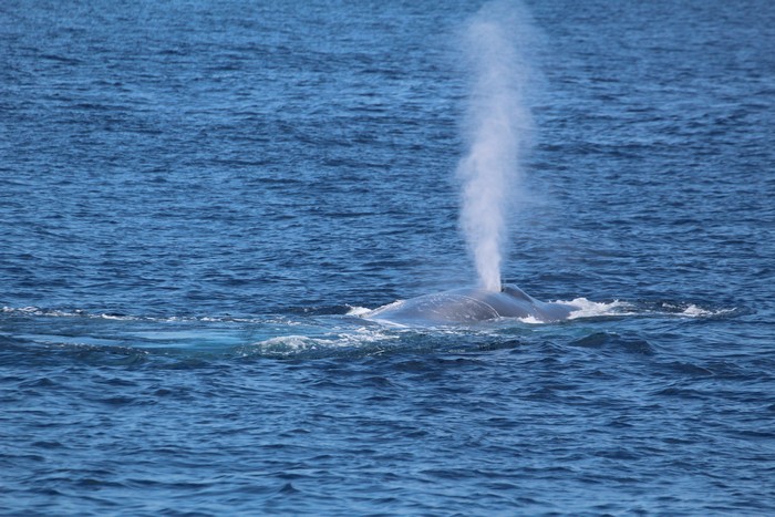 Blue whale blow