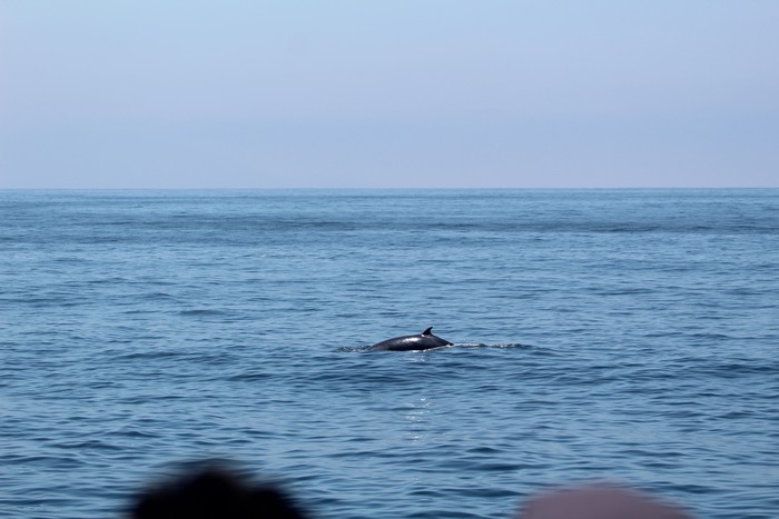 Minke whale dorsal from distance