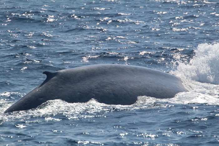 Blue whale right side