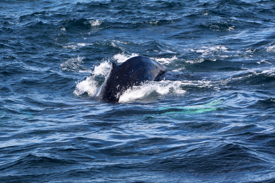 Dorsal fin of a humpback whale ready to dive