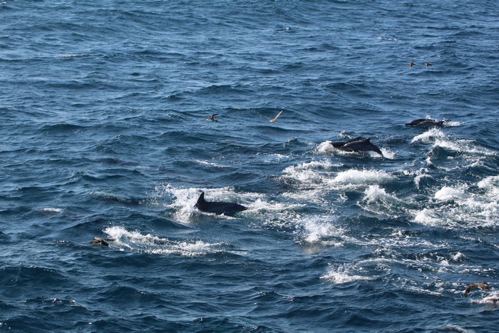 Small group of common dolphins