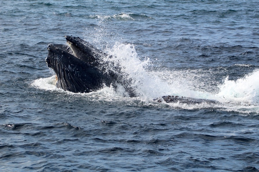 Humpback lunge feeding at the surface, water splashing out of its mouth