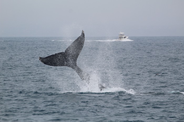 Humpback whale tail lob