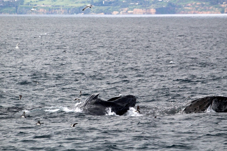 Humpback whales surface lunge feeding
