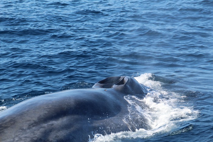Blue whale blowholes