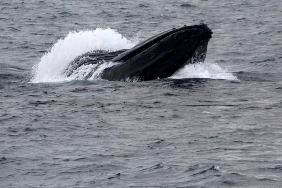 Humpback whale surface lunge feeding with water spilling out of its jaw