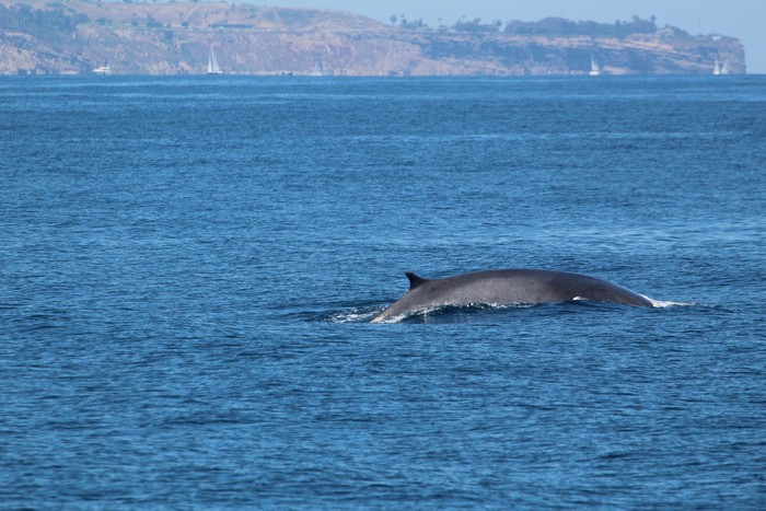 Fin whale with Point Fermin behind