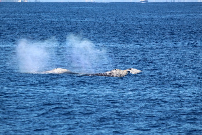 Gray whales blowing