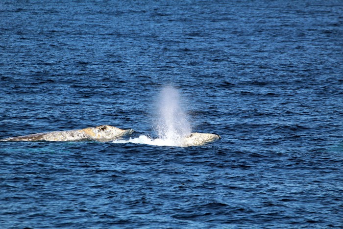 Gray whales at the surface, one with a blow