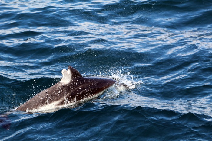Pacific white-sided dolphin with old damage to its dorsal fin
