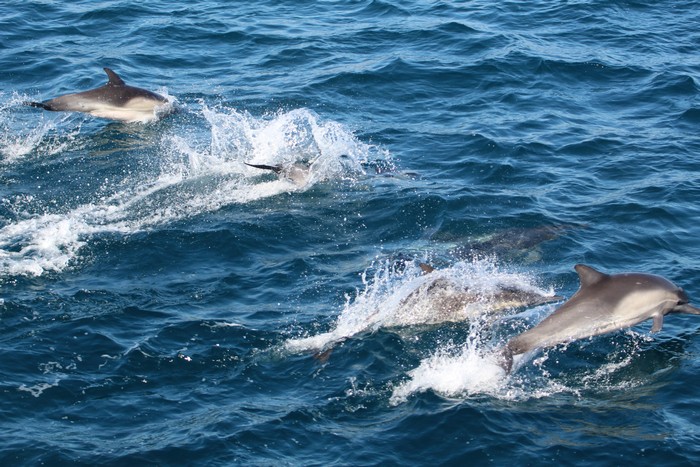 Common dolphins at the surface