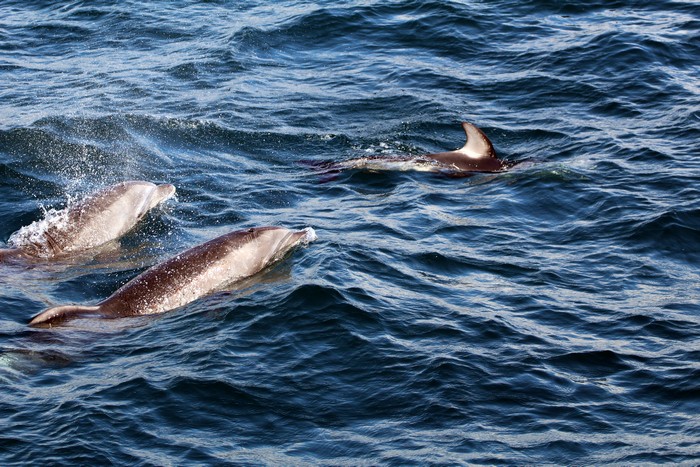 Pacific white-sided dolphins with bottlenose dolphins