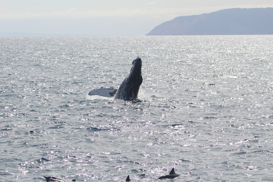 Humpback whale breaching with common dolphins in the foreground