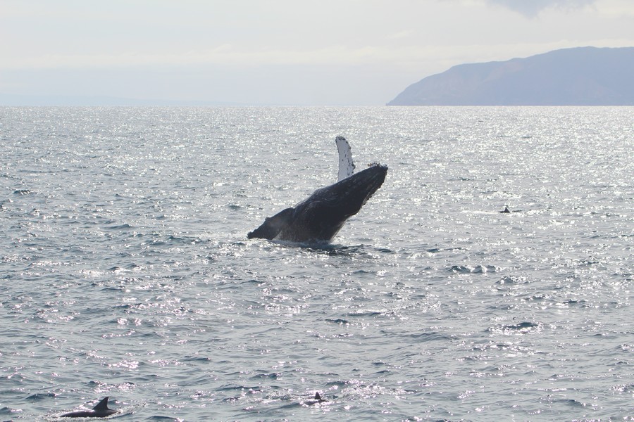 Humpback whale breaching with common dolphins in the foreground