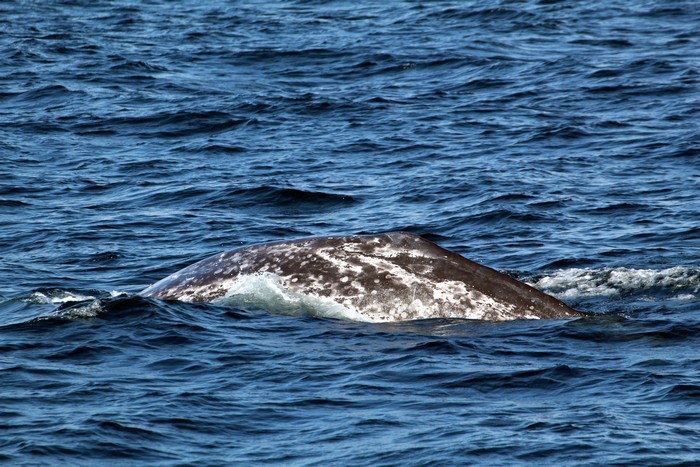 Gray whale dorsal ridge