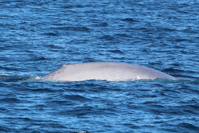 Blue whale right side and dorsal fin