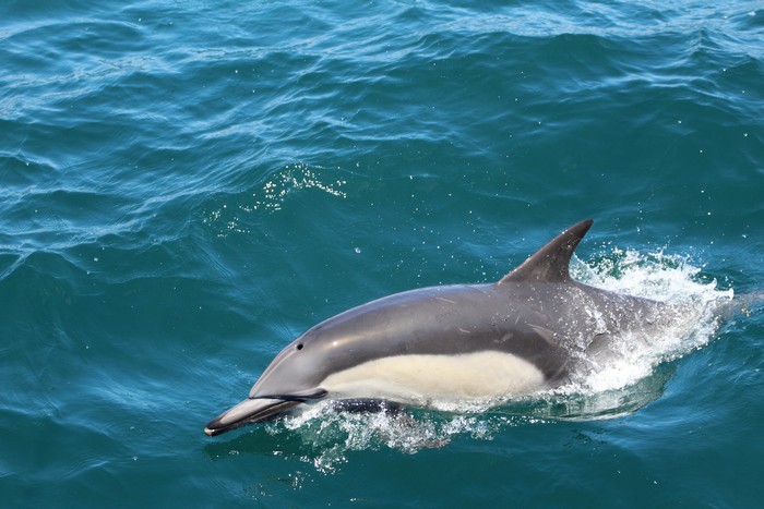 Common dolphin up close