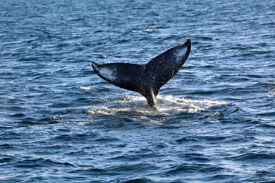 Humpback whale fluke high in the air while the whale begins to dive