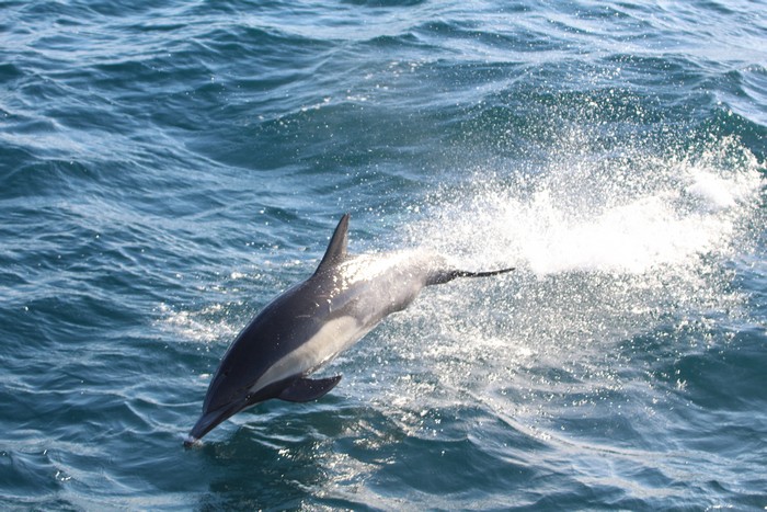 Common dolphin porpoising