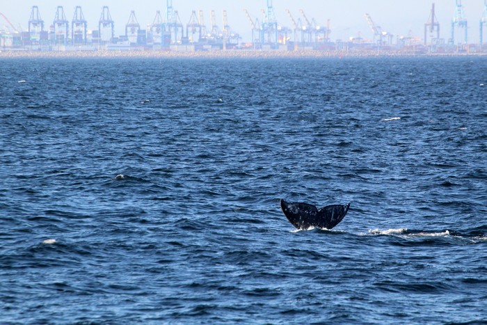 Gray whale fluke with the port in the background