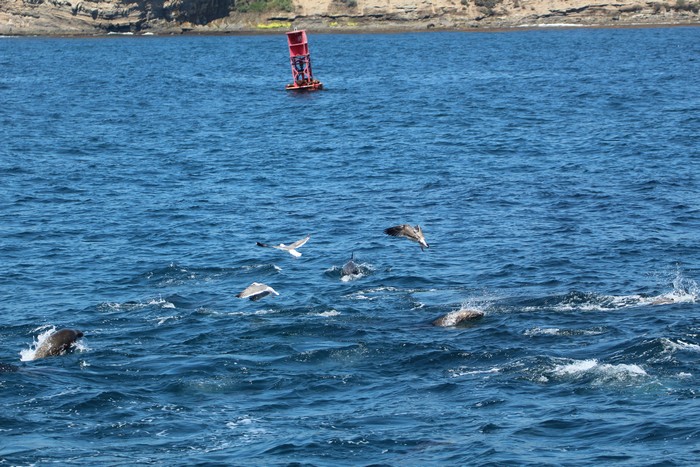 Sea lions, dolphins, and gulls