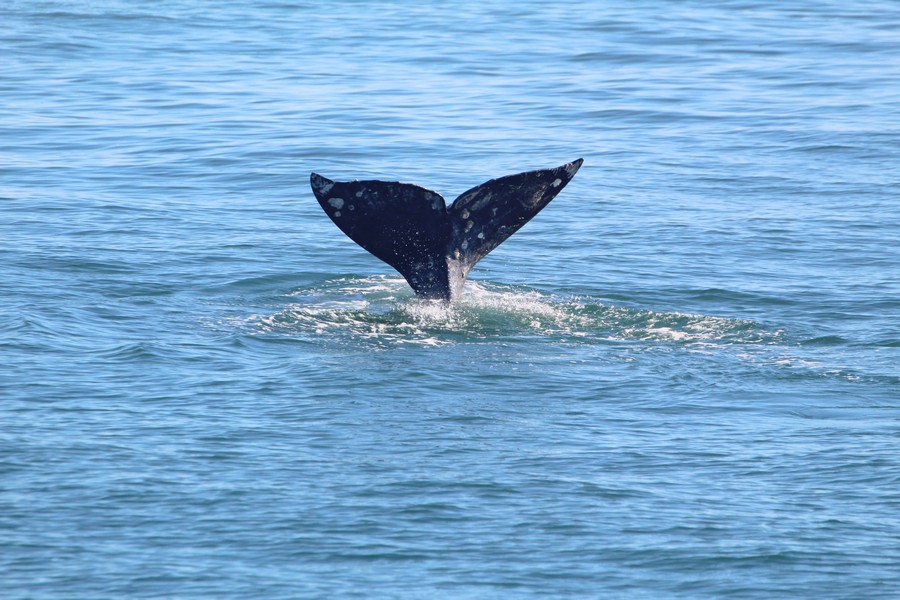 Gray whale fluke poised high in the air as it starts its dive