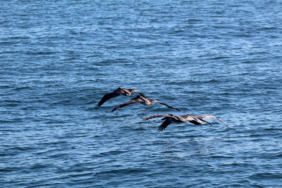 Pelicans flying in line across the water