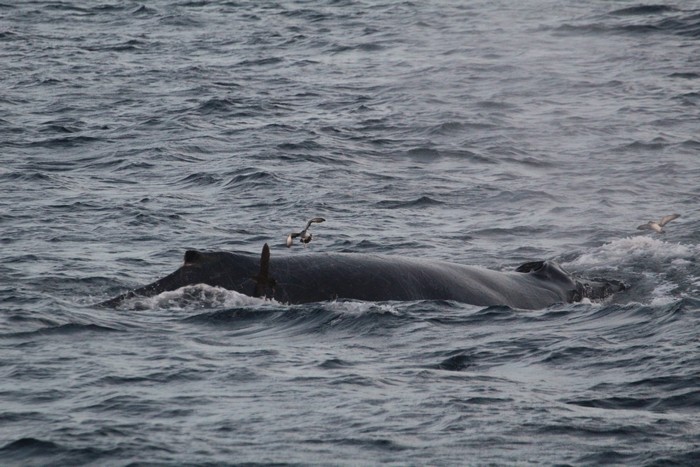 Humpback whale and shearwater birds
