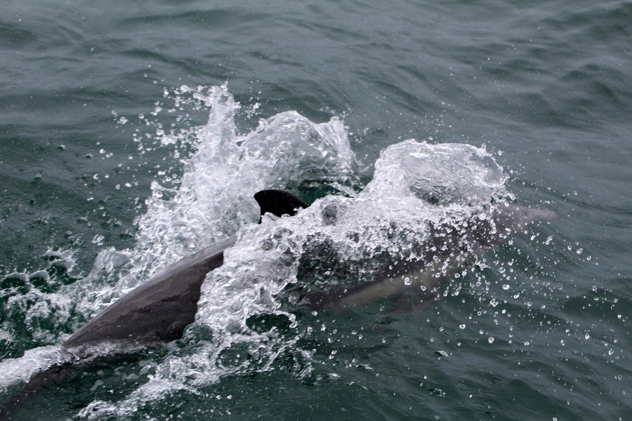 Common dolphin splashing into the water