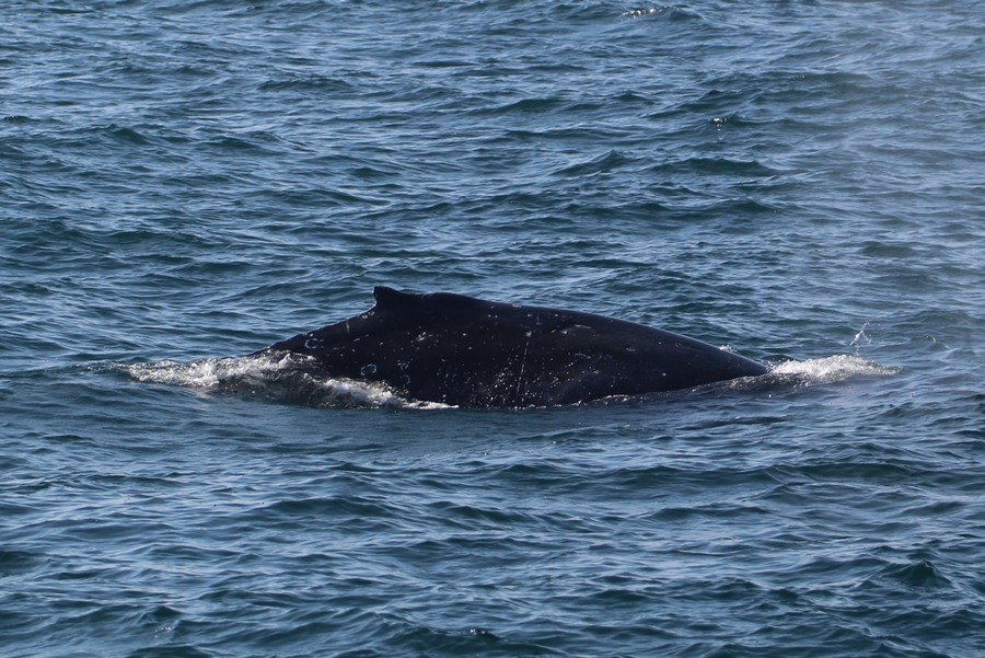 Humpback whale dorsal right side