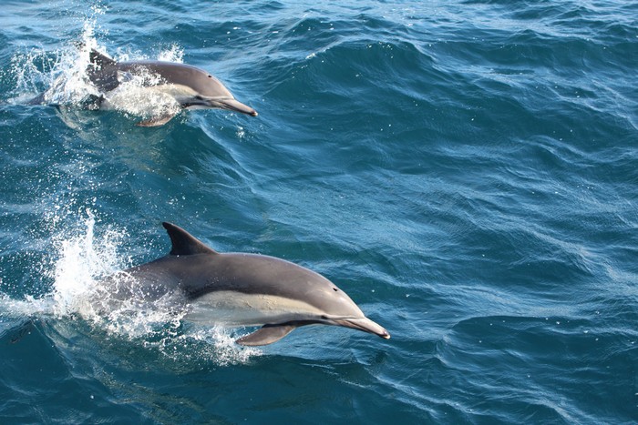 Common dolphins porpoising