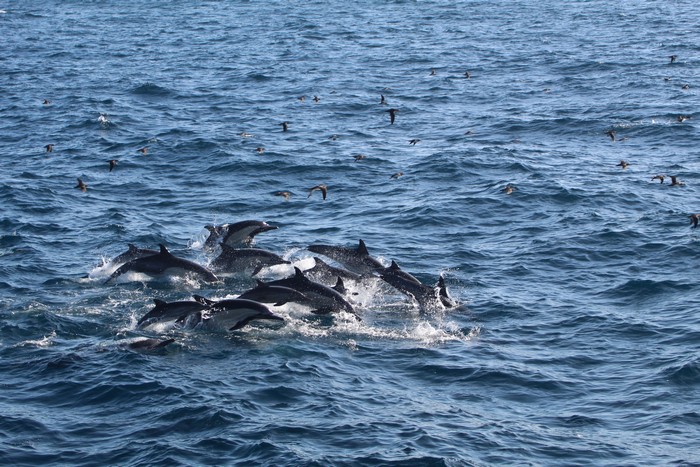 Large group of common dolphins with cow-calf pairs