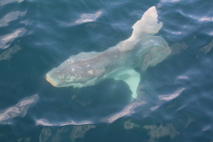 Mola mola below water surface