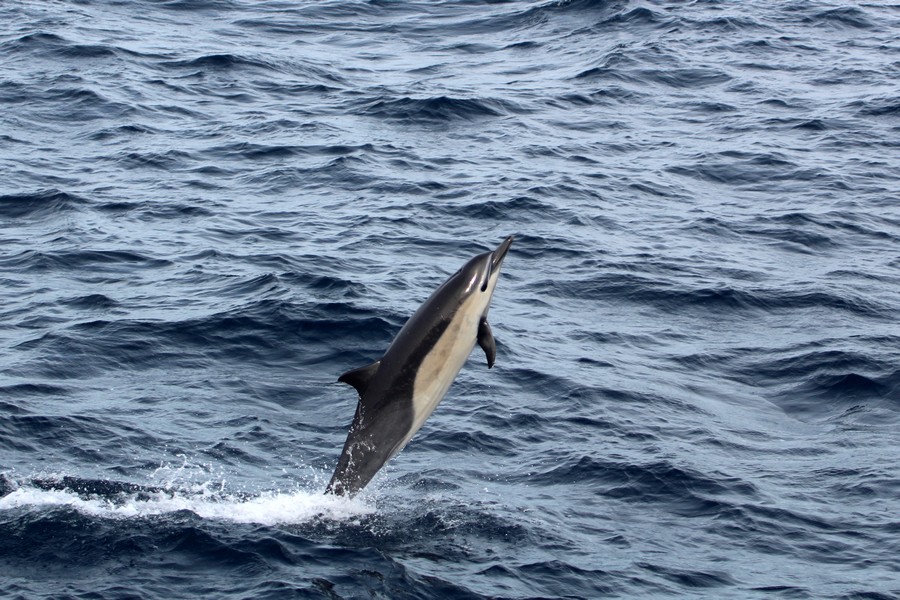 Common dolphin leaping through the air about to do a belly flop