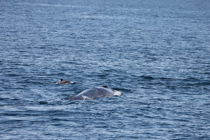 Fin whale and common dolphin