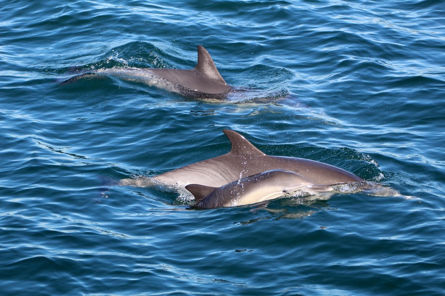 Common dolphins with a cow/cair pair