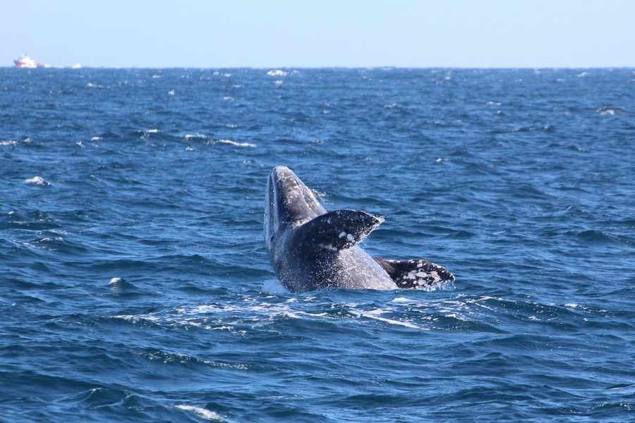 Gray whale breaching, leaning back as it falls into the water