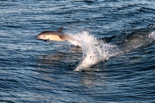 A common dolphin gets airborn as it surfs the wake behind the boat