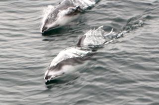 A pair of Pacific white sided dolphins are surfing the back of the boat